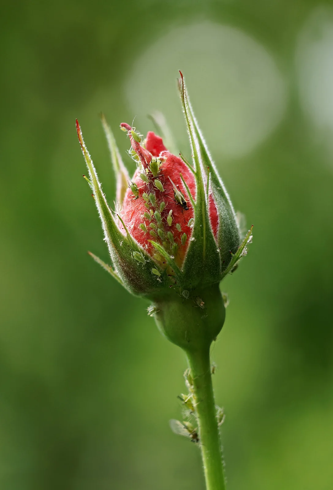 Green aphids clustered on an opening rose.
