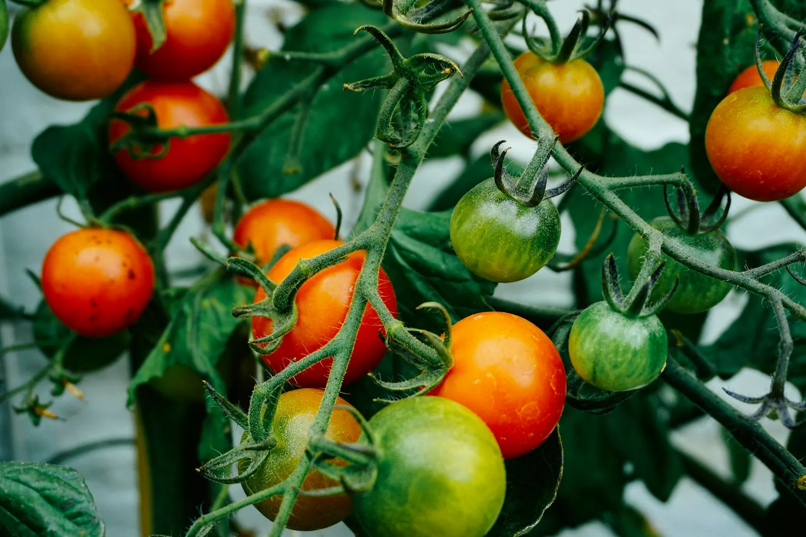 Ripe tomatoes hanging on the vine.