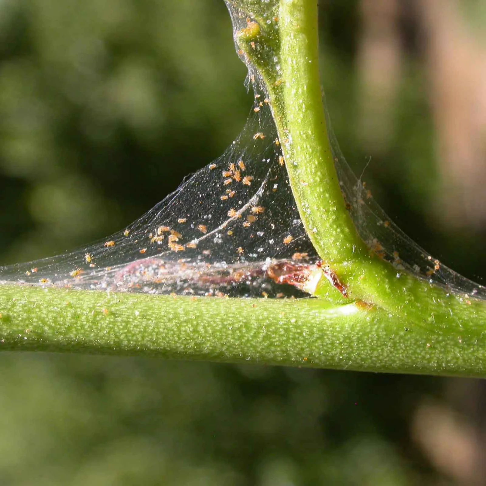 Hundreds of spider mites crawling in a web stretched between green stems.