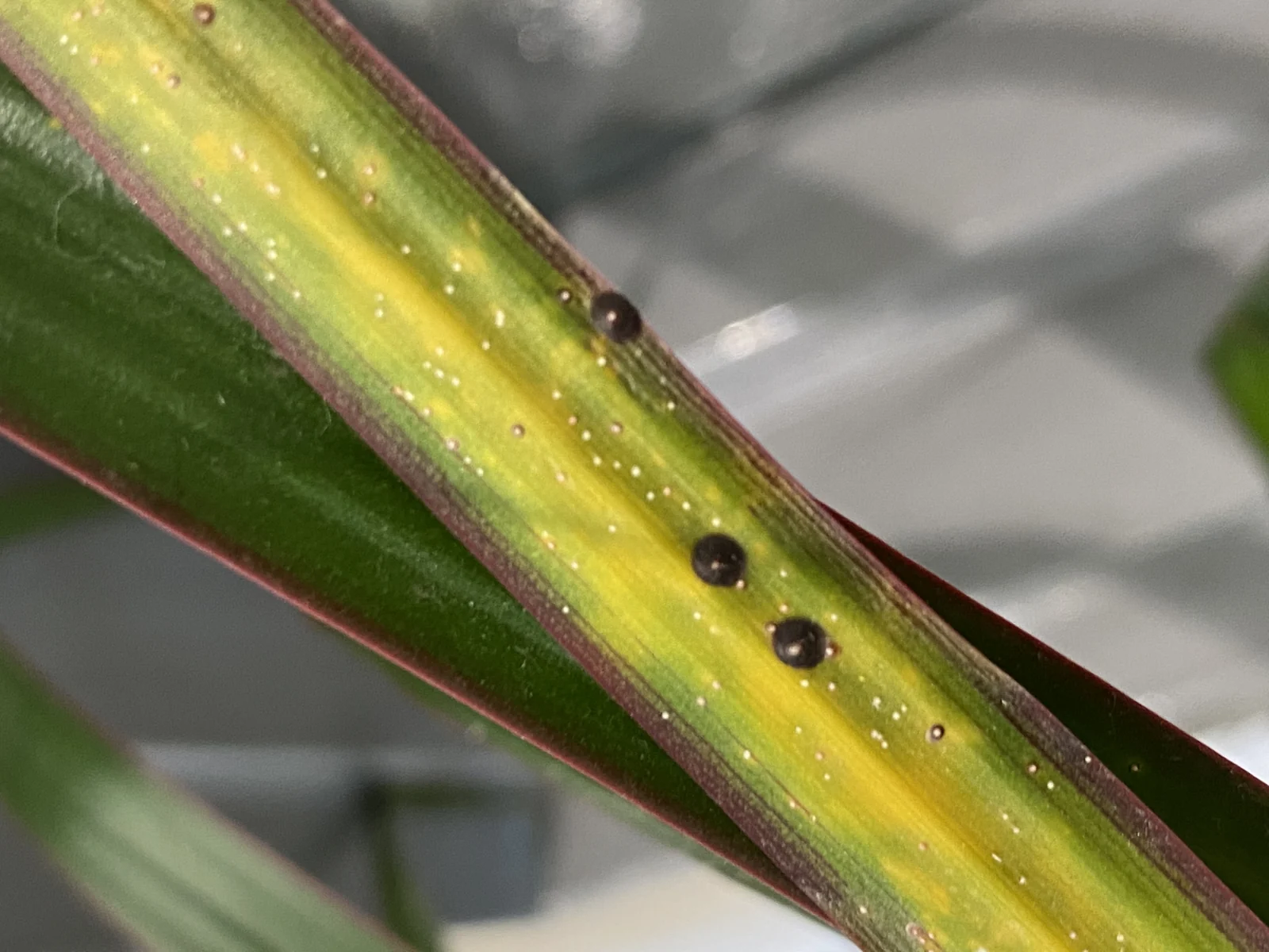 Black scale and young scales on a yellowing leaf.