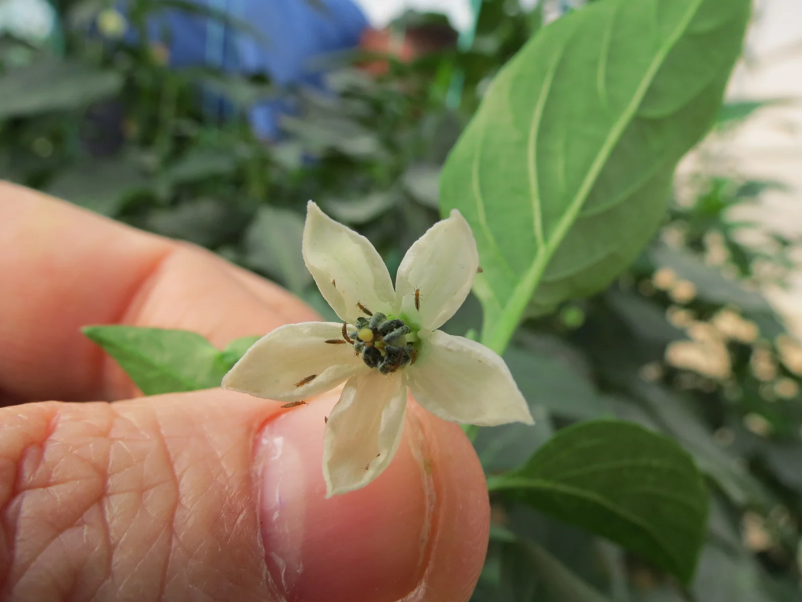 Thrips inside a white pepper blossom.
