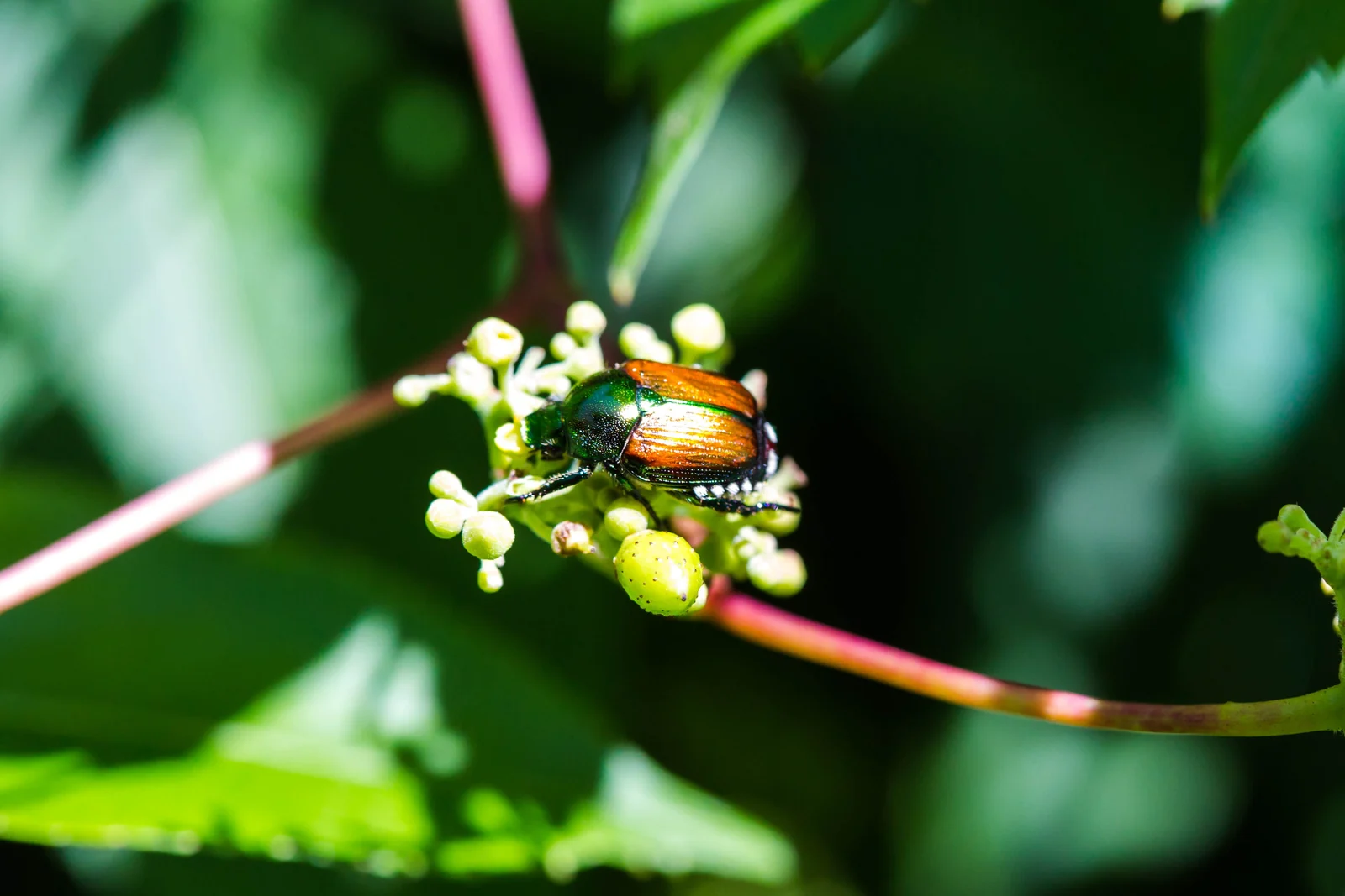 A Japanese beetle on green flower buds.
