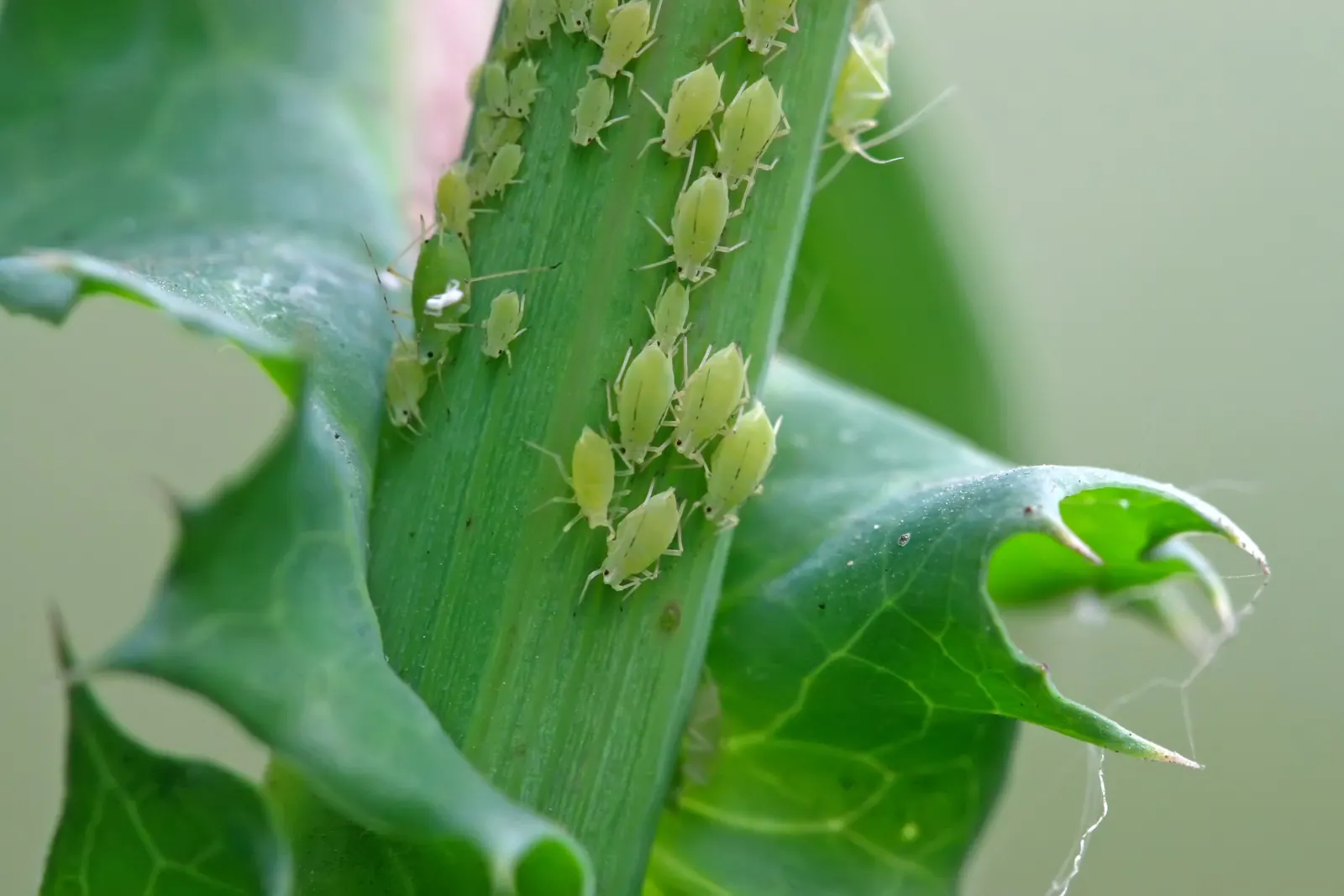 Kills the pests that take gardens down.