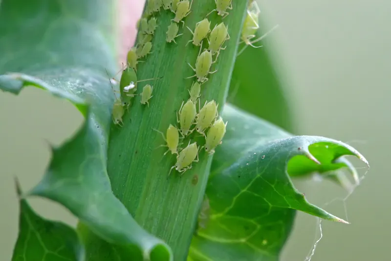 Aphids on new growth.
