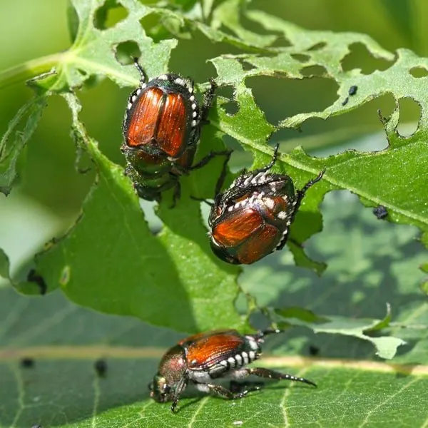 A Japanese beetle on a leaf.