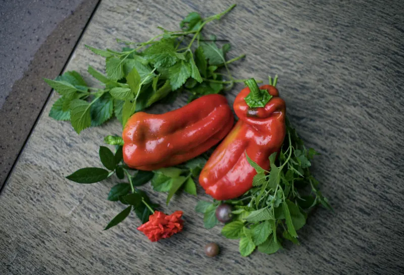 Ripening peppers on the plant.
