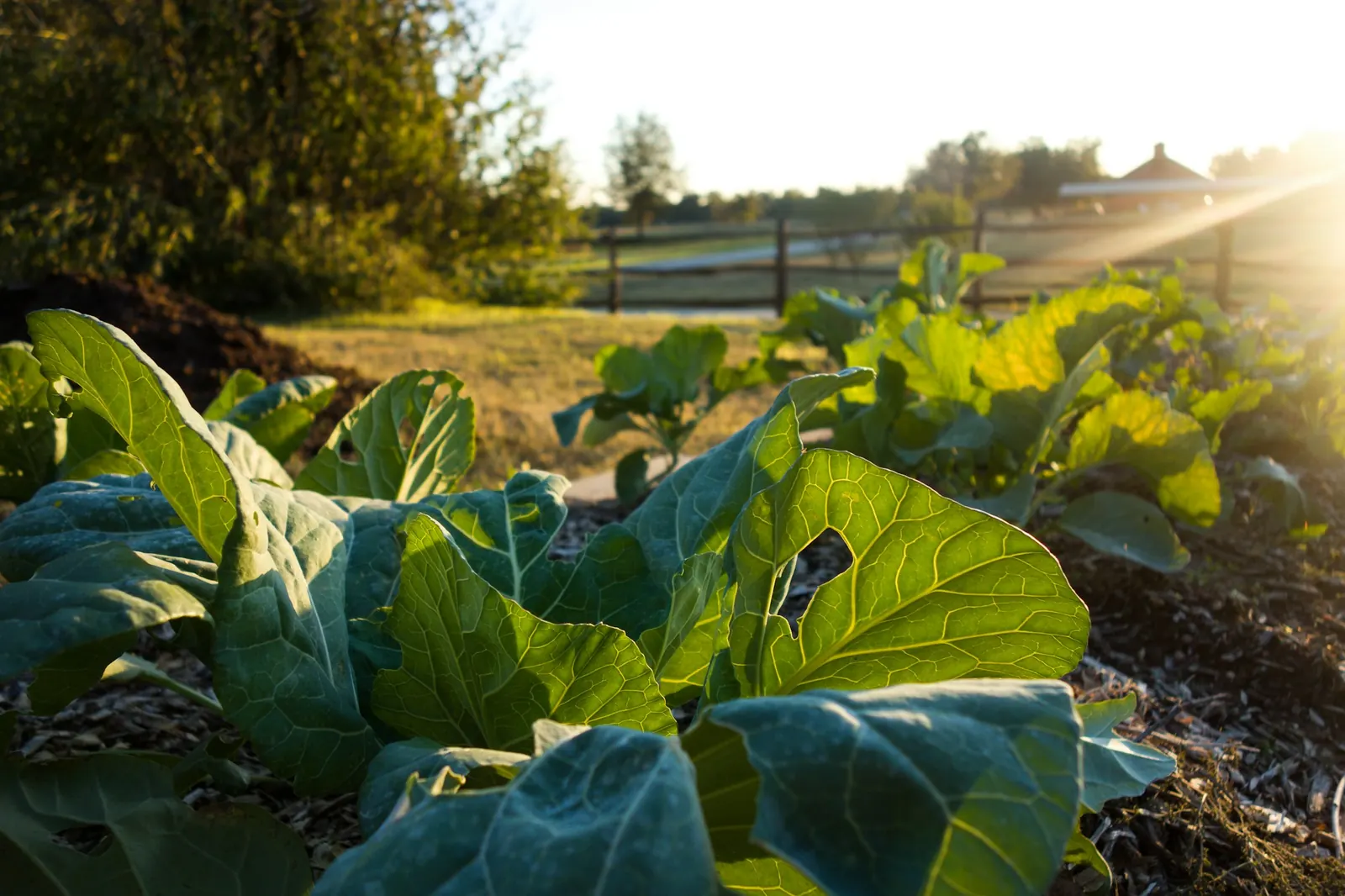 A vegetable garden in low evening light.