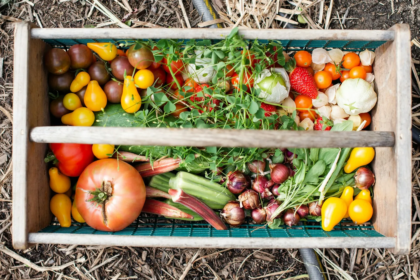 A wooden harvest basket of tomatoes, okra, shallots and herbs.